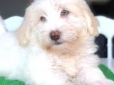 3 Aylık Erkek Maltipoo Yavrum
