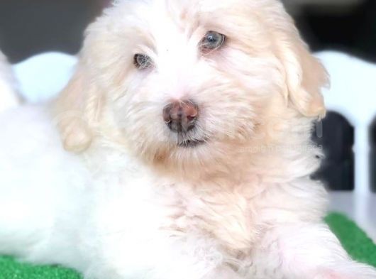 3 Aylık Erkek Maltipoo Yavrum görsel