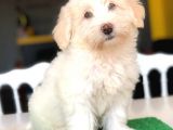 3 Aylık Erkek Maltipoo Yavrum