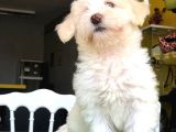 3 Aylık Erkek Maltipoo Yavrum