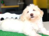 3 Aylık Erkek Maltipoo Yavrum