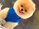 4 Aylık Özel Surat Yapısına Sahip Pomeranian Boo