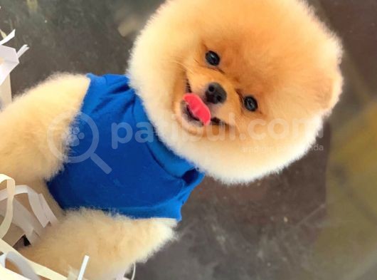 4 Aylık Özel Surat Yapısına Sahip Pomeranian Boo görsel
