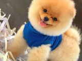 4 Aylık Özel Surat Yapısına Sahip Pomeranian Boo