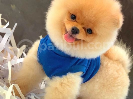 4 Aylık Özel Surat Yapısına Sahip Pomeranian Boo