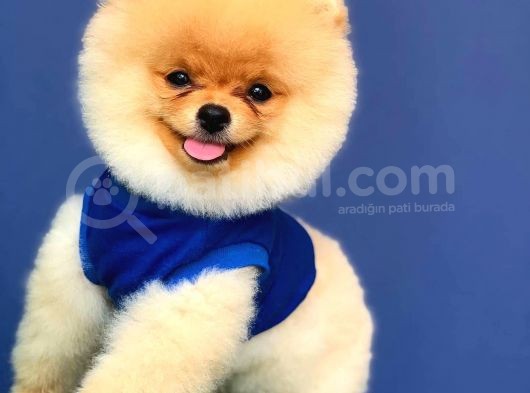 4 Aylık Özel Surat Yapısına Sahip Pomeranian Boo görsel