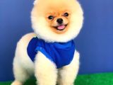 4 Aylık Özel Surat Yapısına Sahip Pomeranian Boo