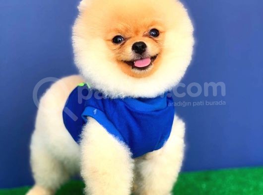 4 Aylık Özel Surat Yapısına Sahip Pomeranian Boo görsel