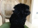Siyah Dişi Maltipoo
