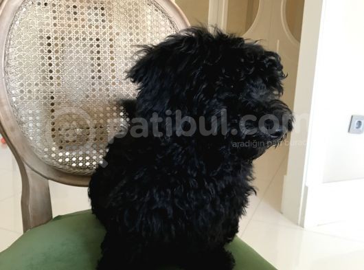 Siyah Dişi Maltipoo
