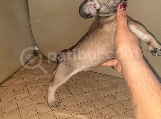 Kompak Sable Tan Erkek görsel