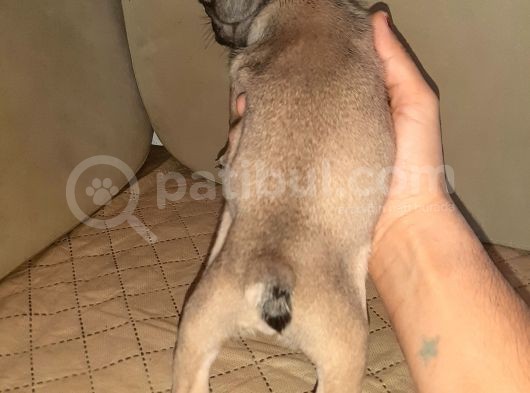Kompak Sable Tan Erkek görsel