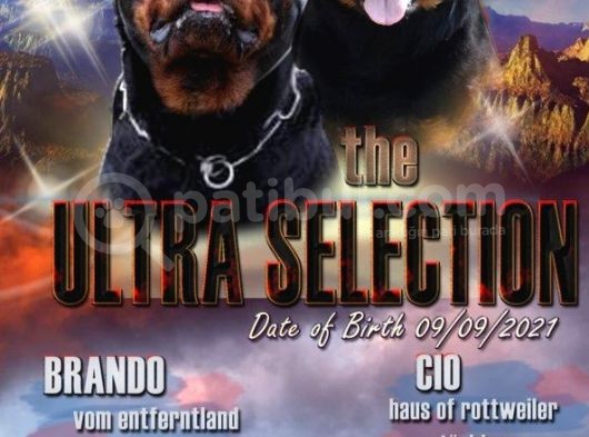 Şampiyon Baba - A Secereli Rottweiler Yavruları