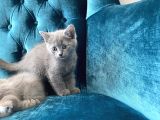 10 Ağustos Doğumlu British Shorthair Yavrularım