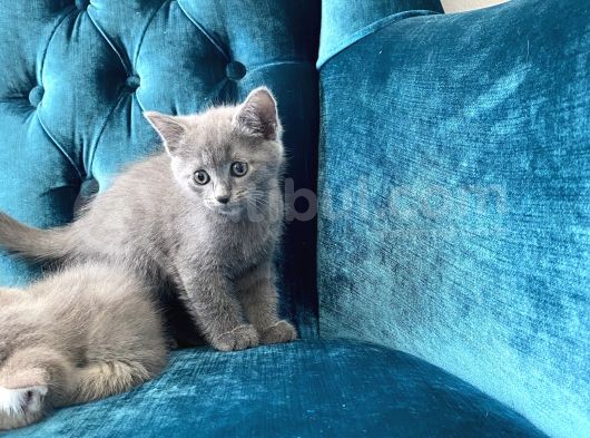 10 Ağustos Doğumlu British Shorthair Yavrularım görsel