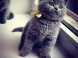 Yavrumuza Yuva Ariyoruz British Shorthair