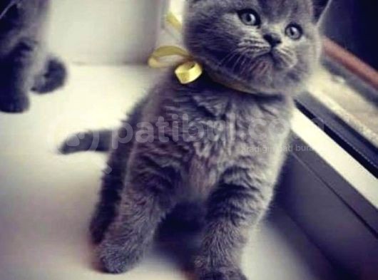 Yavrumuza Yuva Ariyoruz British Shorthair