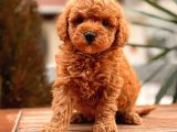 Toy Poodle Yavrular