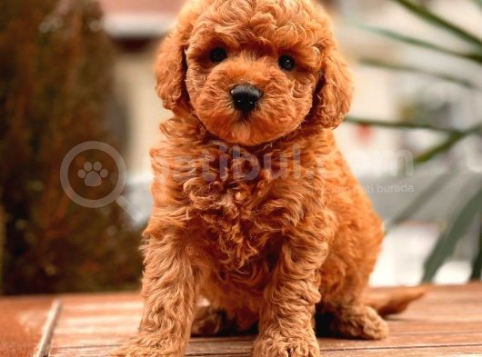 Toy Poodle Yavrular görsel