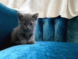 10 Ağustos Doğumlu British Shorthair Yavrularım