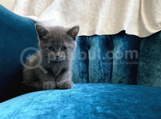 10 Ağustos Doğumlu British Shorthair Yavrularım