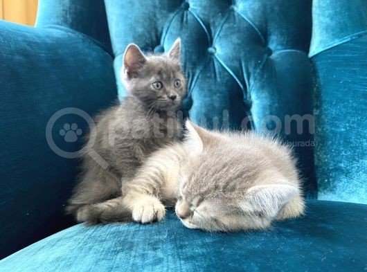 10 Ağustos Doğumlu British Shorthair Yavrularım görsel