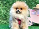 Safkan Teddy Bear Pomerani̇an Boo Yavrularimiz