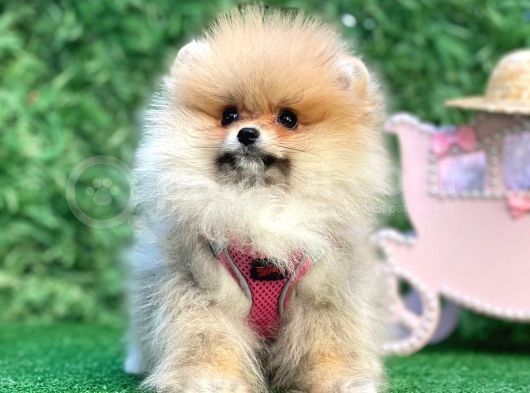 Safkan Teddy Bear Pomerani̇an Boo Yavrularimiz görsel