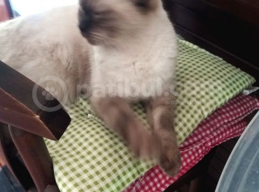 Brithish Scitish 1 Yaşında Dişi Kedimize görsel