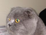 Russian Blue Hamile (20Günlük)