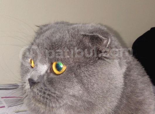 Russian Blue Hamile (20Günlük) görsel