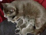 Russian Blue Hamile (20Günlük)