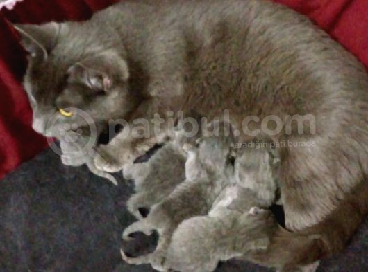 Russian Blue Hamile (20Günlük) görsel