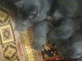 Russian Blue Hamile (20Günlük)