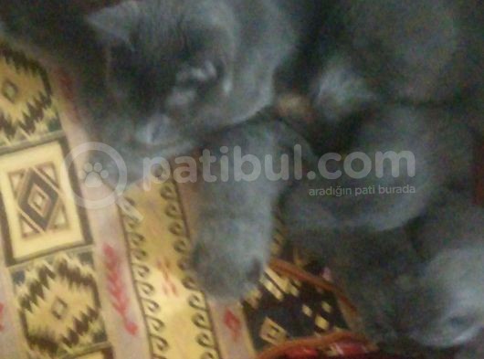 Russian Blue Hamile (20Günlük) görsel