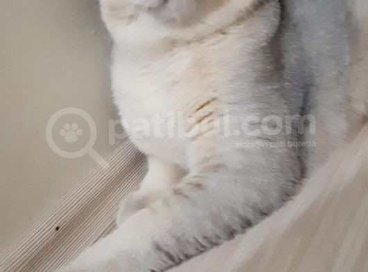 Ton Tin görsel