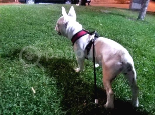 Anneli Kızlı French Buldogg görsel