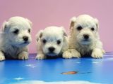 Maltese Terri̇er Yavrular