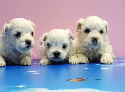 Maltese Terri̇er Yavrular görsel