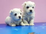 Maltese Terri̇er Yavrular