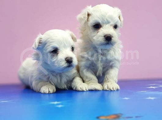 Maltese Terri̇er Yavrular görsel