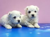 Maltese Terri̇er Yavrular