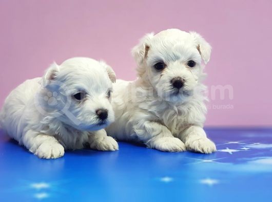 Maltese Terri̇er Yavrular görsel