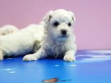 Maltese Terri̇er Yavrular