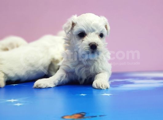 Maltese Terri̇er Yavrular görsel
