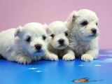 Maltese Terri̇er Yavrular