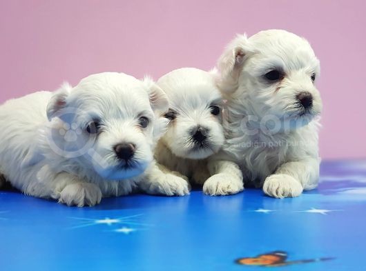 Maltese Terri̇er Yavrular