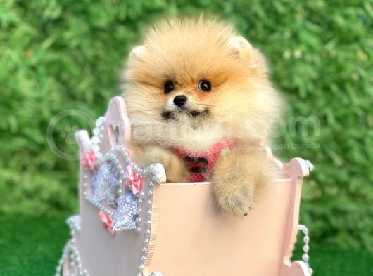 Safkan Teddy Bear Pomerani̇an Boo Yavrularimiz görsel