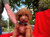 Maltipoo Yavrular