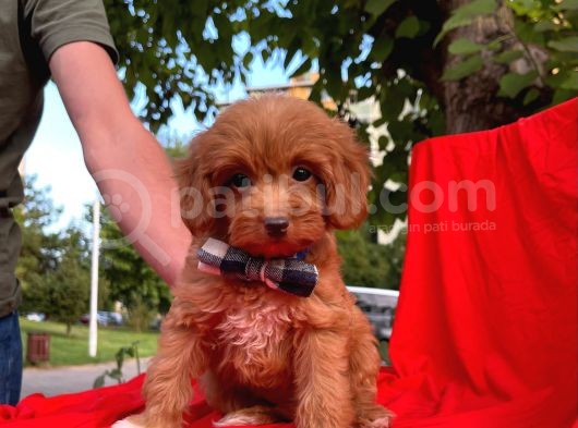 Maltipoo Yavrular